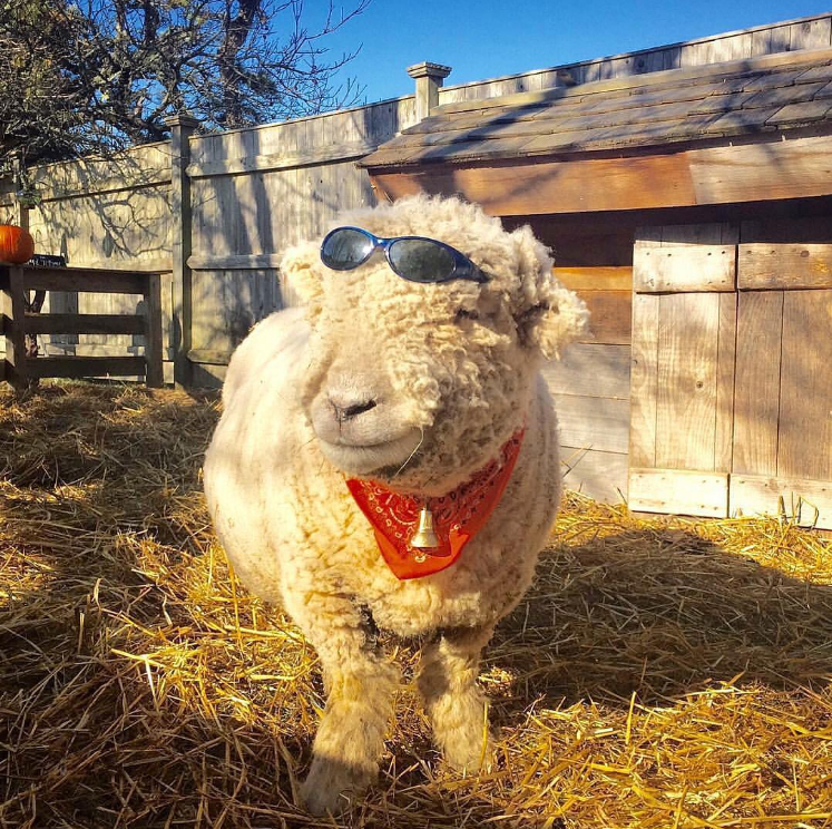Cute Sheep