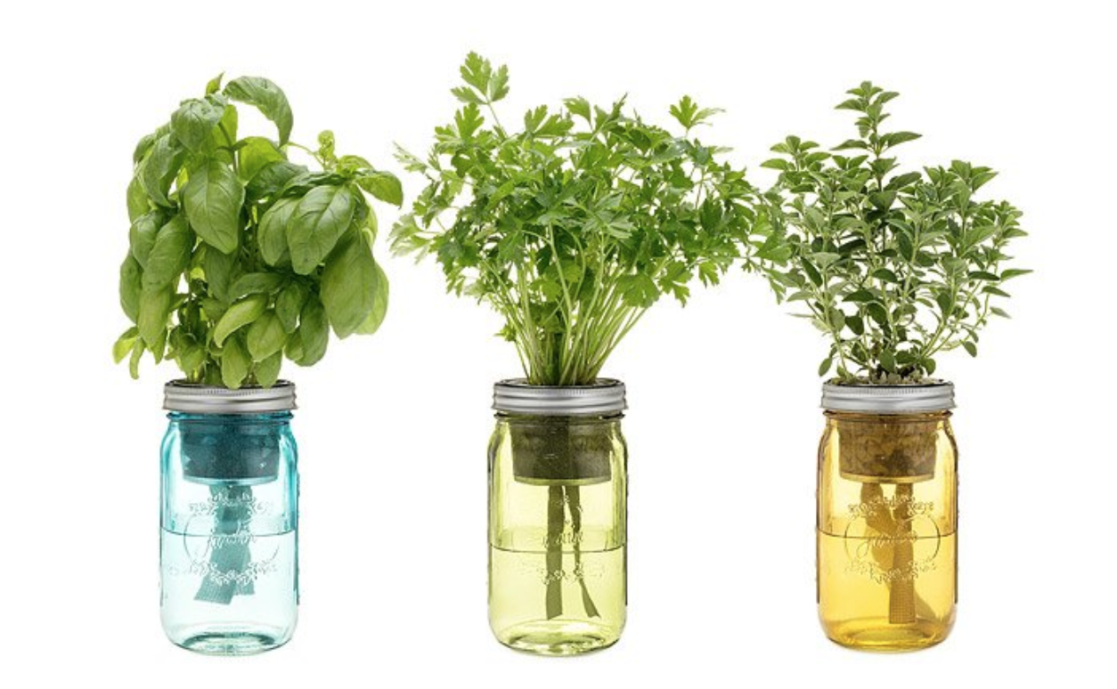 mason jar plants