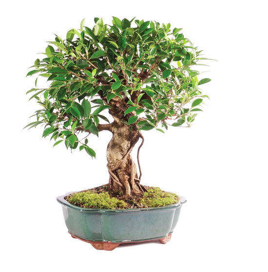bonsai tree corporate gift