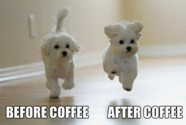 dog coffee meme 