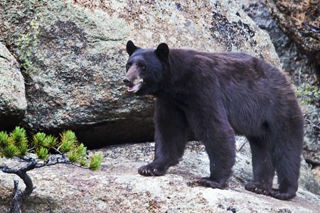 Photo of bears 