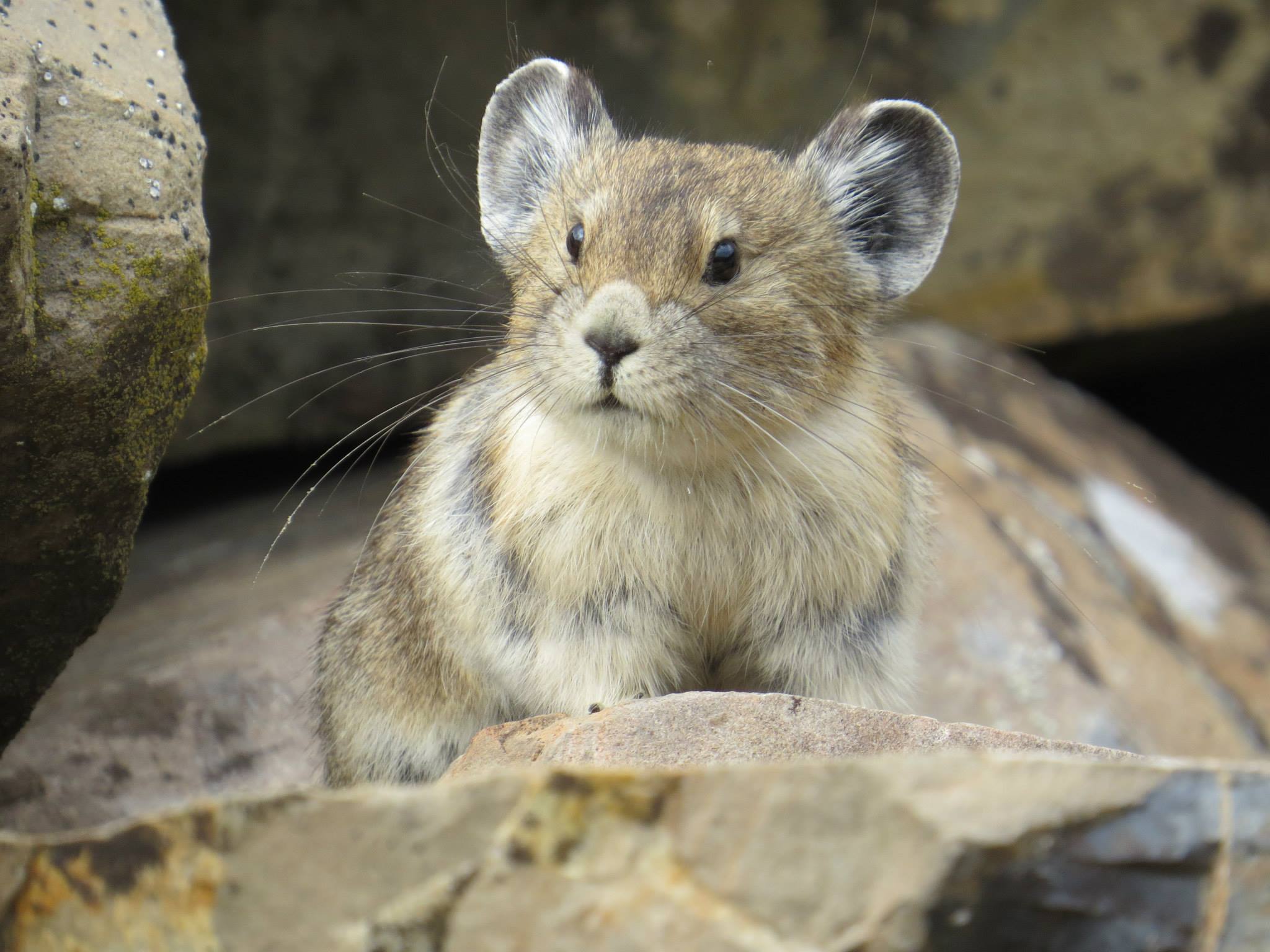 cute photo of pika