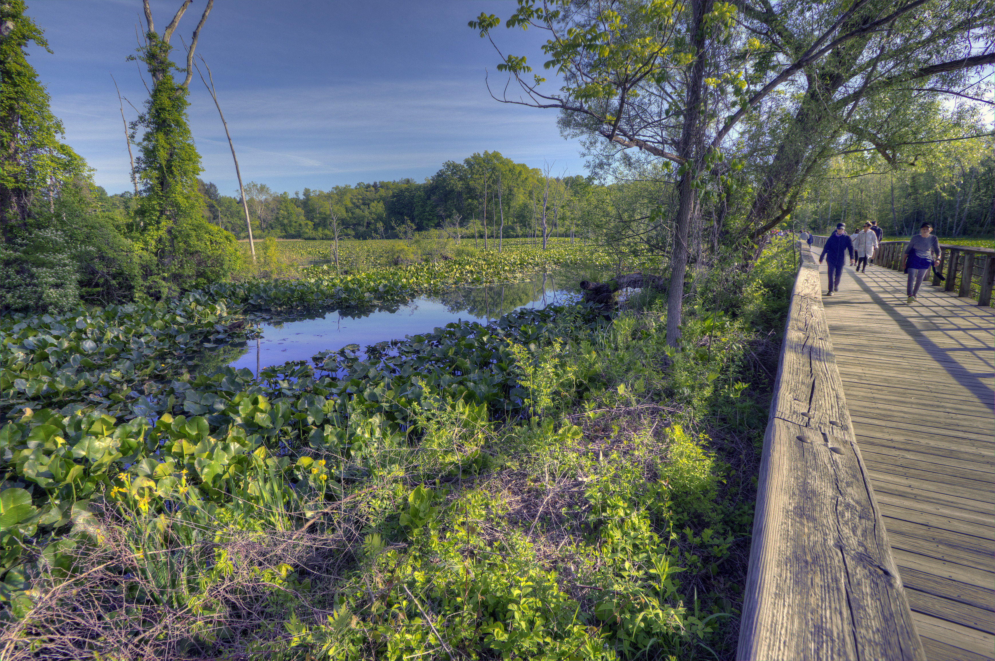 Beaver Marsh Wetland